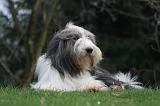 BEARDED COLLIE 456